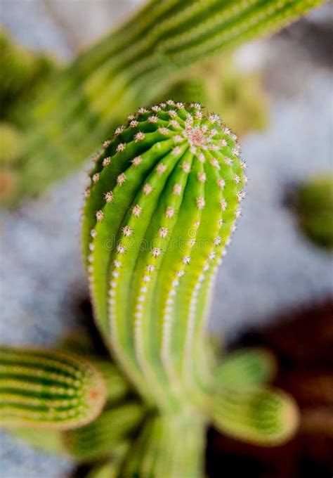 Beautiful Macro Shots Of Prickly Cactus Background And Textures Stock