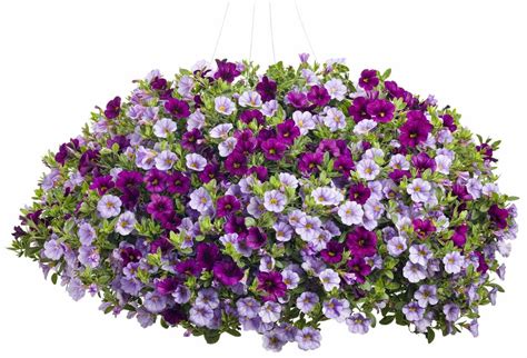 Dreamin Flower Pillow Proven Winners Flowers Container Flowers