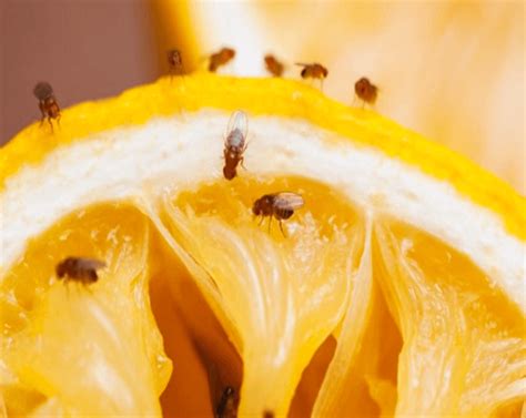 Fruit Fly Control Ottawa Fruit Fly Exterminator Cluster Fly Treatment