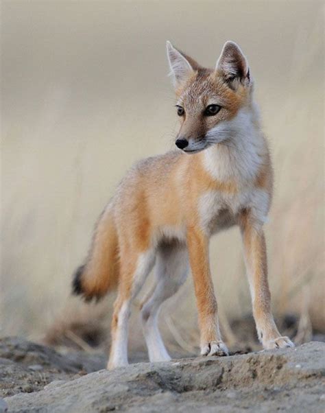Swift Fox Vulpes Velox Found In Western Grasslands Of North America
