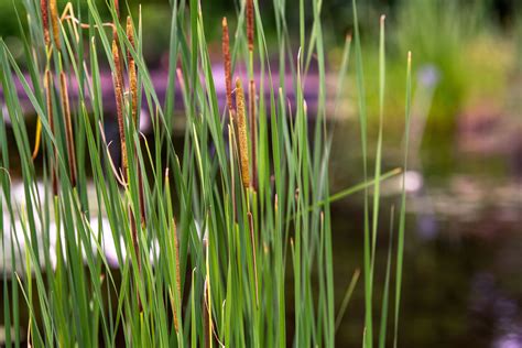 How To Grow And Care For Common Cattail