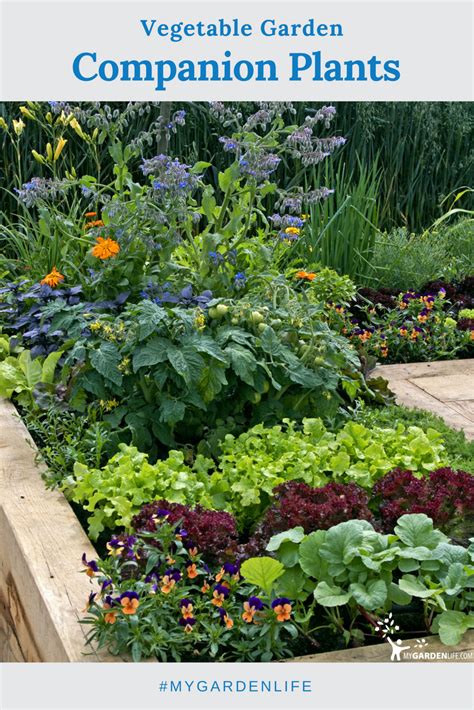 Companion Vegetables Tips For Growing A Thriving Garden Artourney
