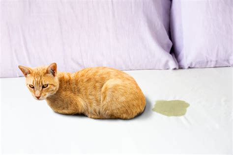 Cat Peeing Everywhere 10 Tips To Address The Mess Great Pet Care