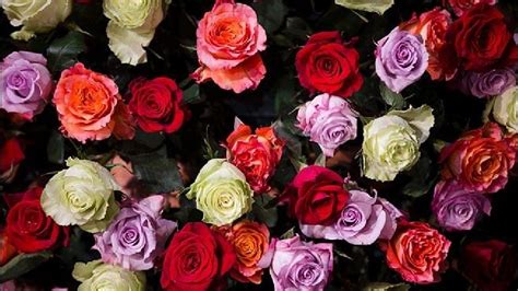 7 Fakta Unik Bunga Mawar Si Cantik Yang Memiliki Banyak Makna