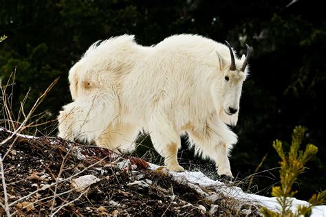 Majestic Mountain Goat Greg Norrell