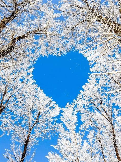 Winter Heart Through The Trees From We Heart It Heart In Nature