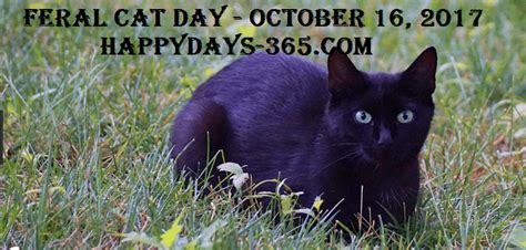 National Feral Cat Day Happy Days 365