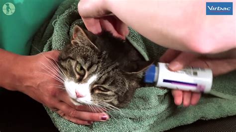 How To Clean Your Cats Ears With Virbac Youtube