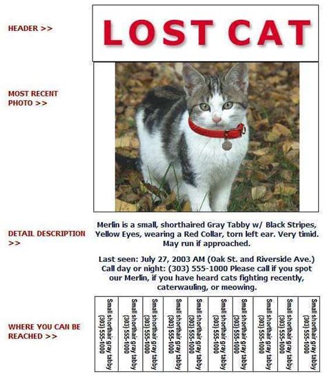 67 Printable Free Lost Cat Flyer Template In Word By Free Lost Cat