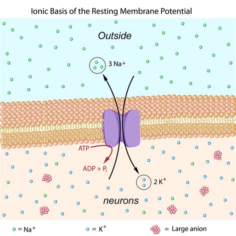 Cell Membrane Resting Potential Labeled Functions And Diagram