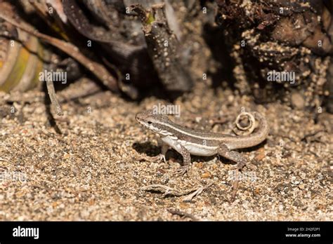 Hispaniolan Curlytail Lizard Hi Res Stock Photography And Images Alamy