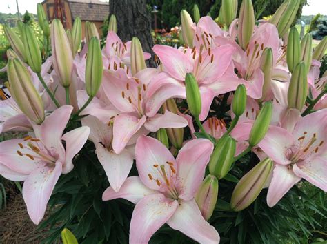 pink asiatic lilies