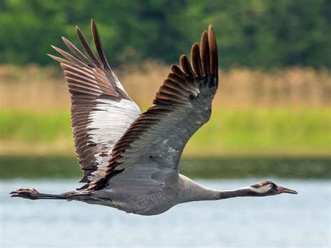 Common Crane Grus Grus By Bengtnyman Crane Animals Bird