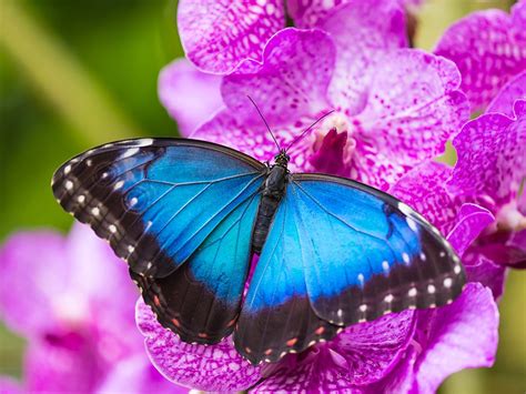 Blue Morpho Butterfly Facts