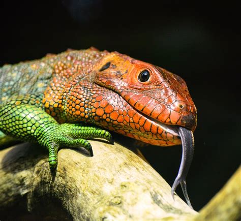 图片素材 性质 木 野生动物 热带 爬虫 多彩 动物群 蜥蜴 特写 眼 头 脊椎动物 舌 秤 蛇 宏观摄影
