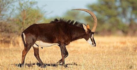 The Sable Antelope Habitats Environment Diet And More Theres