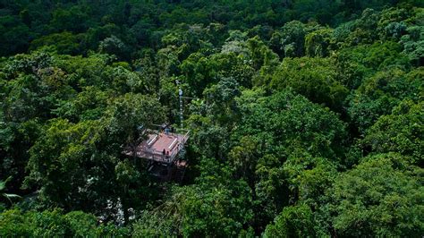 Rainforest Plants Daintree Rainforest Discovery Centre