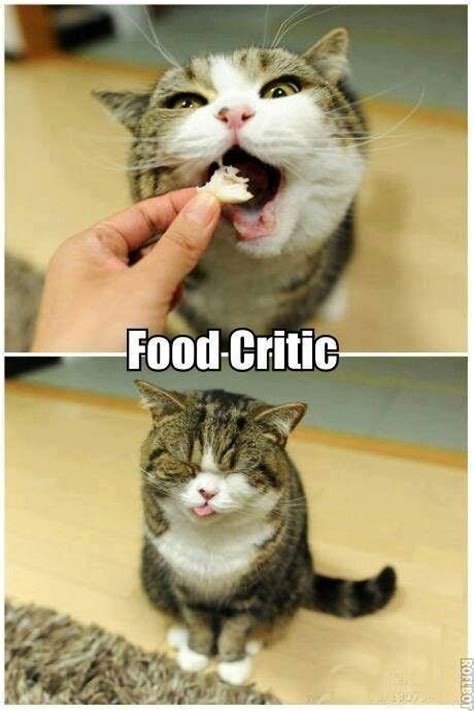 Food Critic Cat Meme Memes And Funny Pics Pinterest