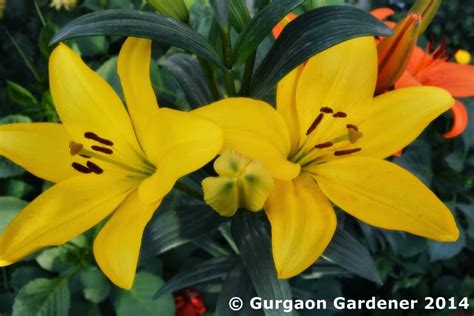 Gurgaon Gardener Asiatic Lily Asiatic Hybrid Lily