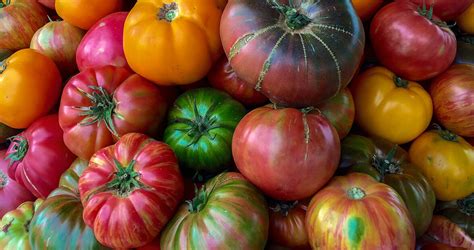 Why Heirloom Tomatoes Taste Better Our State