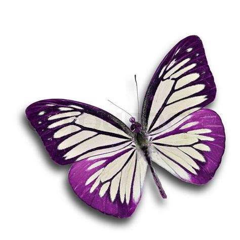 Purple Butterfly Flying Stock Photo Colourbox