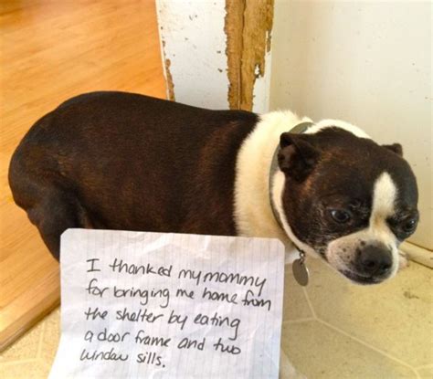 This Is Molly The Very Shamed Boston Terror Dogshaming