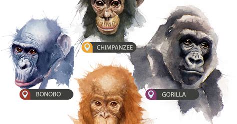 Great Apes Infographic Highlights World Heritage Importance Unesco