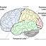 OpenBCI Background On The Brain Regional — Autodidacts