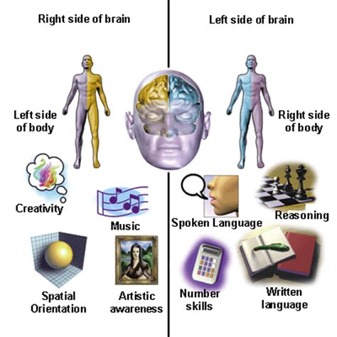 Mengenal Bagian Otak Untuk Optimalisasi Kecerdasan Asep Iwan Blog
