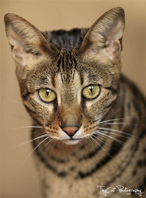 Savannah Cat Owners 1 Guide Kitten Cost Breeders Advice