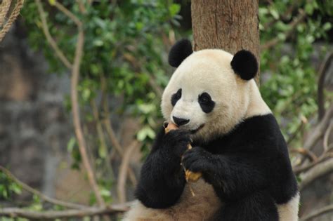 Opening Ceremony Launches Inaugural China Giant Panda International