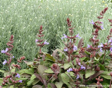 About Garden Design - Salvia officinalis 'Purpurascens'