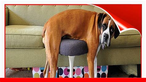 30 Cats And Dogs Losing The Battle Against Human Furniture 😍 Youtube