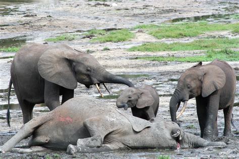 Recognizing Their Dead Elephant Reactions To Death