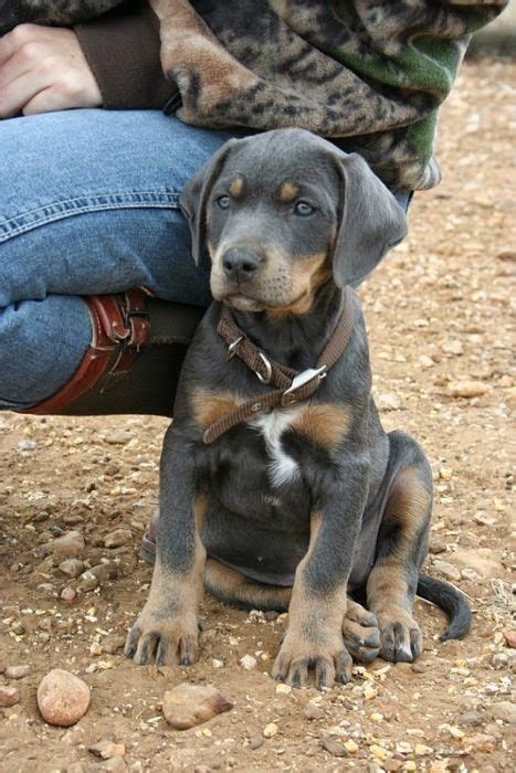 Learn about true blue lacy dogs, find lacy puppies from working breeders, learn about hunting and herding with lacy dogs, and more. Les 25 meilleures idées de la catégorie Blue lacy sur ...