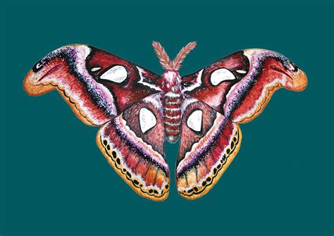 Hand Drawn Illustration Of Atlas Moth A4 Giclee Print In 2020 How