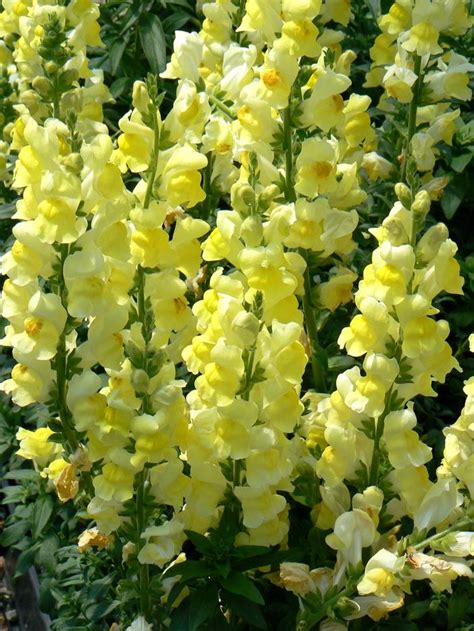 Snapdragon Speedy Sonnet Yellow Snapdragon From Plantworks Nursery