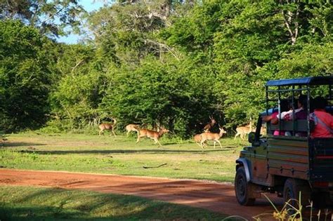 Deer Picture Of Kumana National Park Ampara Tripadvisor