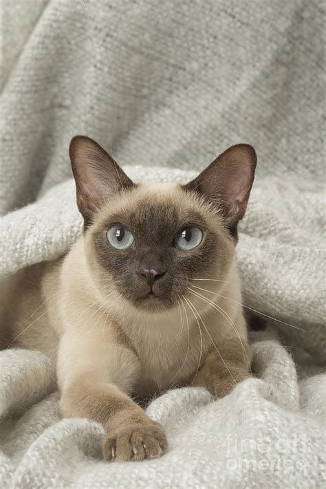 Tonkinese Cat Siamese And Burmese Cross Photograph By Mary Evans