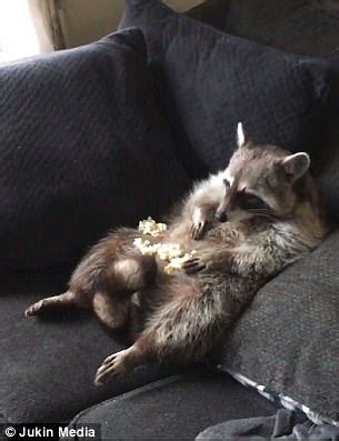 Raccoon Filmed Eating Popcorn Off Its Belly In Illinois Express Digest