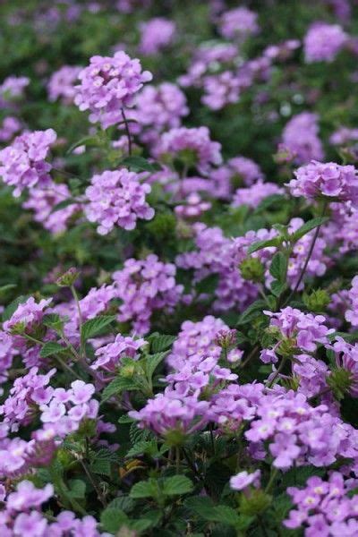 By summer's end, a single plant will typically reach 24 inches high and wide. Buy Trailing Lavender Lantana - FREE SHIPPING - 1 Gallon ...