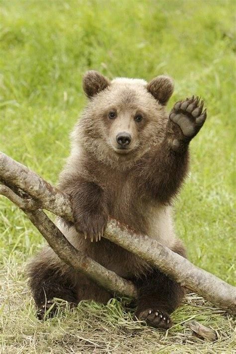 El Mundo En Imágenes On Twitter Cute Animals Baby Animals Bear