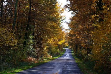 Road Through The Autumnal Forest Wallpaper Nature And Landscape