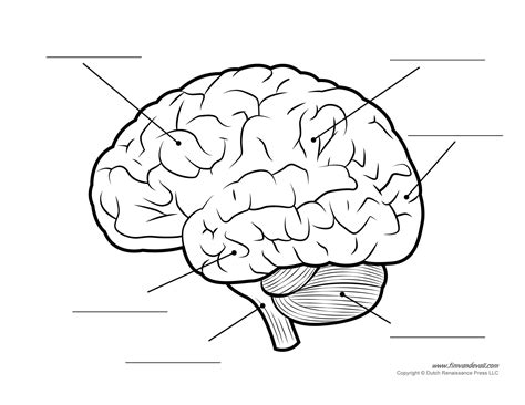Brain Diagram Unlabeled Bw Tim Van De Vall