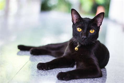 20 Fun Facts You Didnt Know About Bombay Cats