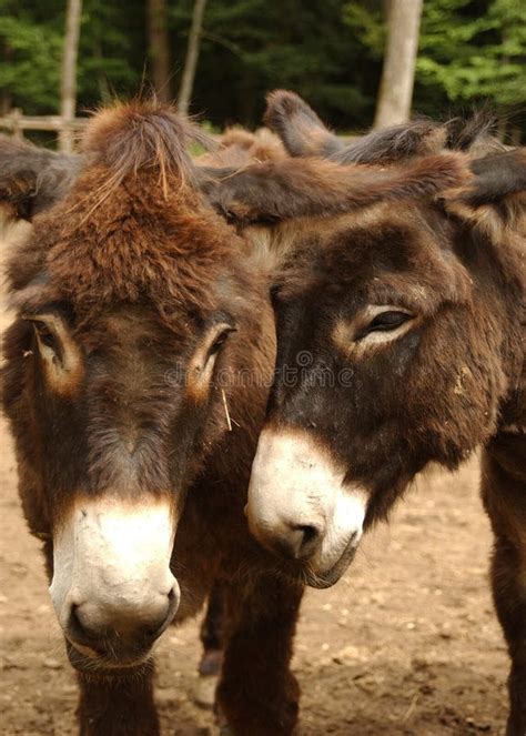 Two Donkies Stock Photo Image Of Donkies Donkey European 12529808