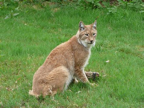 Animal A Day Eurasian Lynx