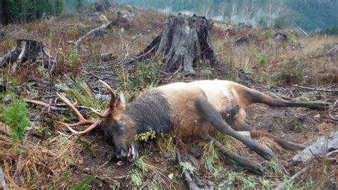 11 Elk Confirmed Shot By Poachers On Vancouver Island Cbc News