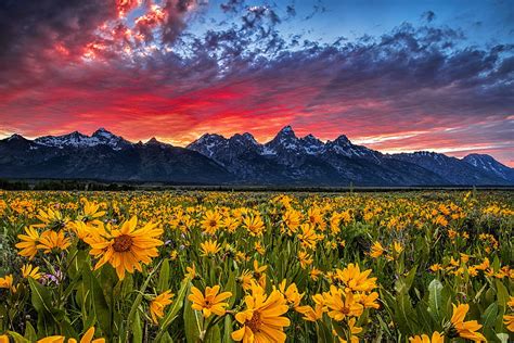 4k Free Download Wildflowers At Sunset Wildflowers Field Sky