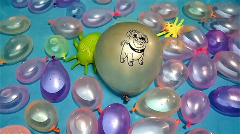 Puppy Dog Water Balloon Pops Youtube